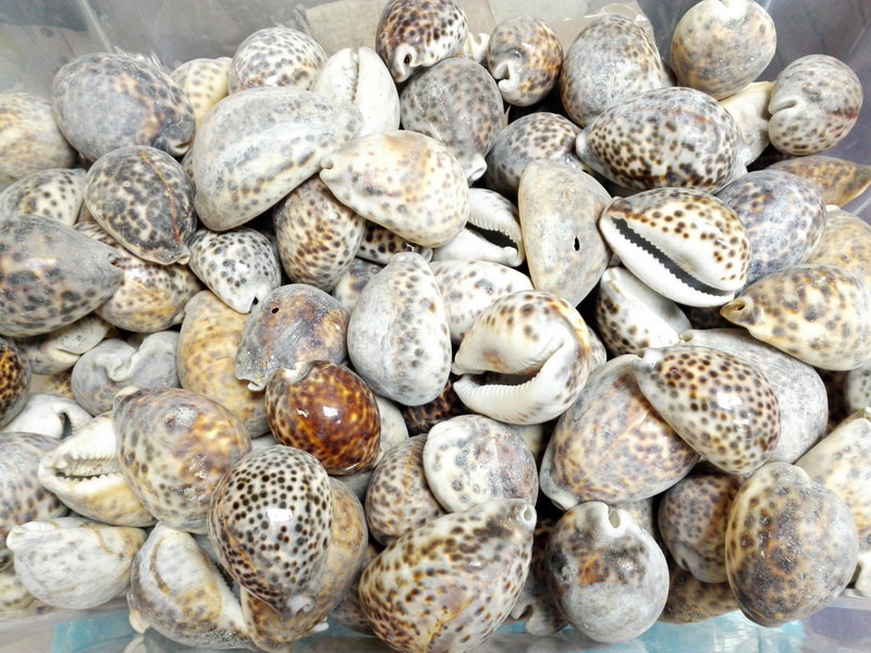 caracola concha marina deco naturaleza aprox 4-5_5x8-9_5x5-6_5 consultar cantidades